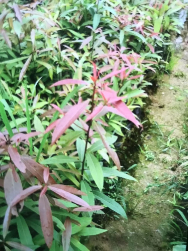 楠木杯苗邹家苗圃大量供应浙江楠，闽楠欢迎老板来电洽谈