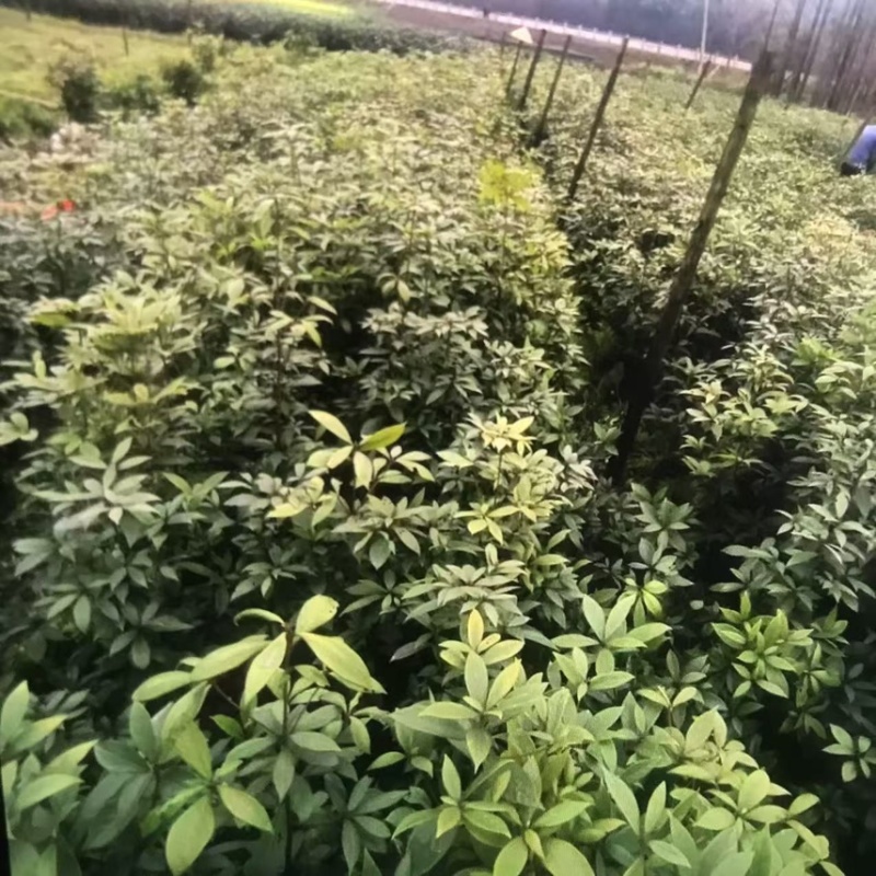 楠木杯苗邹家苗圃大量供应浙江楠，闽楠欢迎老板来电洽谈