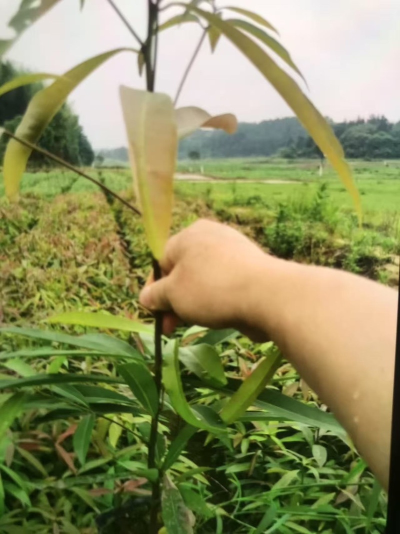 楠木杯苗邹家苗圃大量供应浙江楠，闽楠欢迎老板来电洽谈
