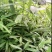 楠木杯苗邹家苗圃大量供应浙江楠，闽楠欢迎老板来电洽谈