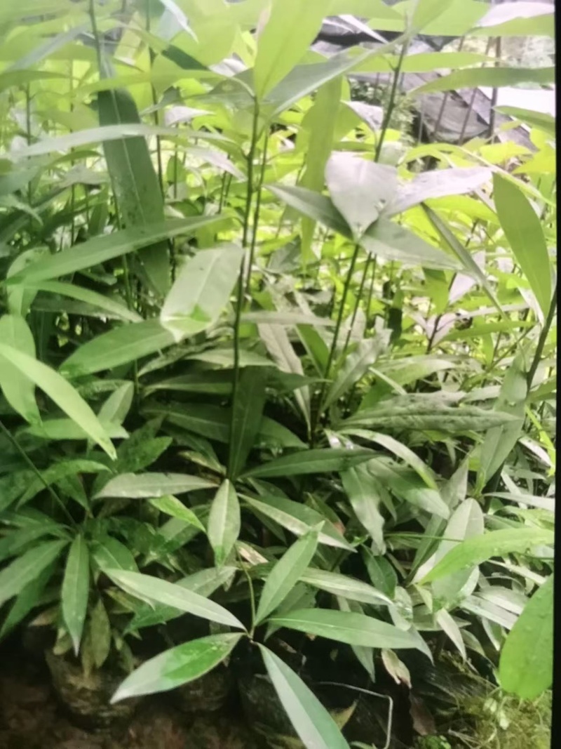 楠木杯苗邹家苗圃大量供应浙江楠，闽楠欢迎老板来电洽谈
