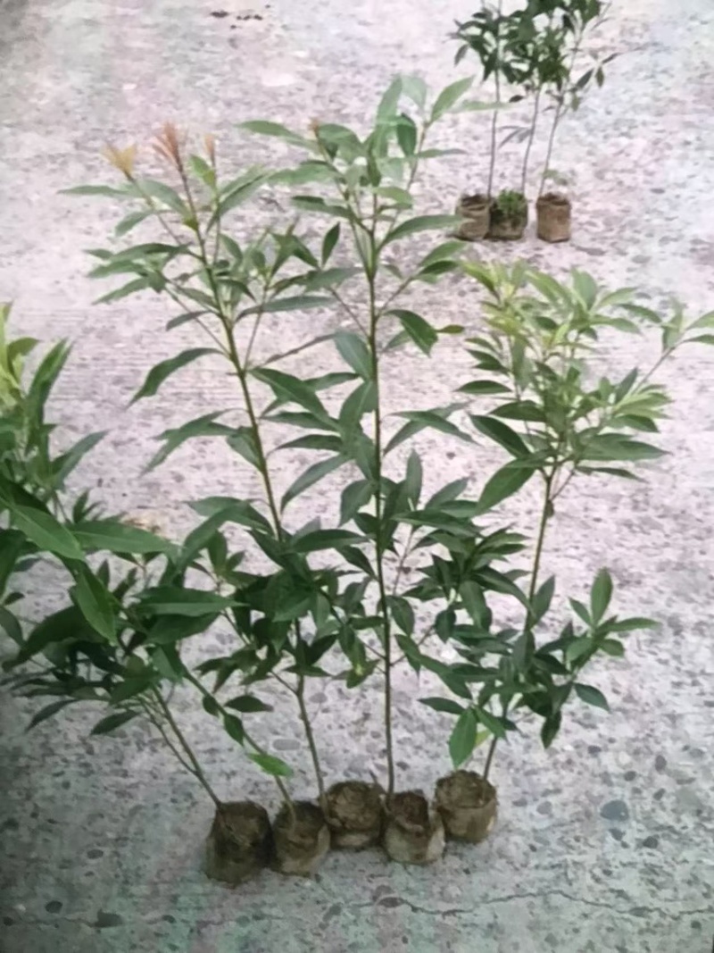 楠木杯苗邹家苗圃大量供应浙江楠，闽楠欢迎老板来电洽谈