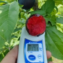 湖北澳洲红李子，口感纯甜，市场，电商，社区团购，出口直发