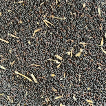 65万斤油菜籽