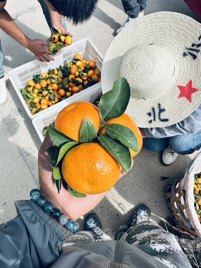 云南玉溪特早蜜桔，万亩基地直发，货量足质量好，量大可优惠