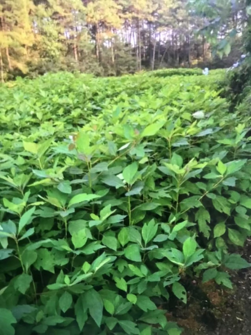 檫木杯苗奉新县邹家苗圃基地大量供应欢迎老板来电洽谈