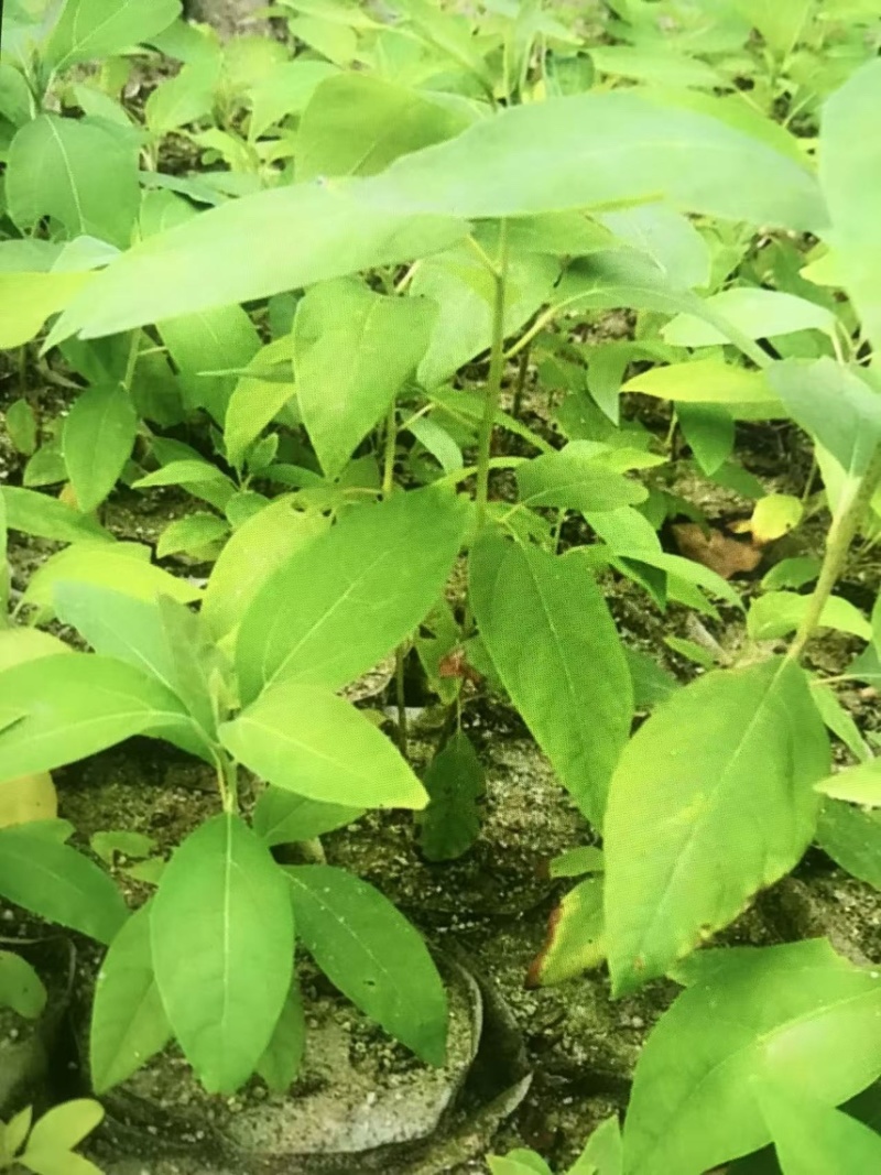 檫木杯苗奉新县邹家苗圃基地大量供应欢迎老板来电洽谈