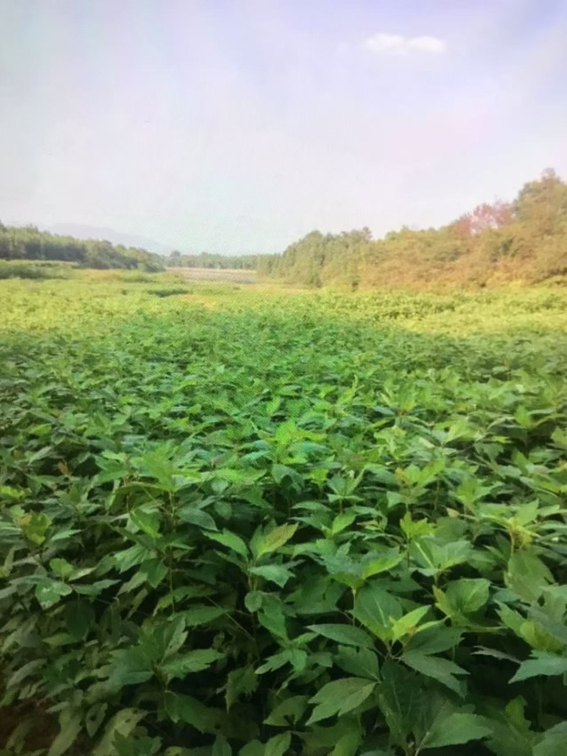 檫木杯苗奉新县邹家苗圃基地大量供应欢迎老板来电洽谈