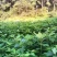 檫木杯苗奉新县邹家苗圃基地大量供应欢迎老板来电洽谈