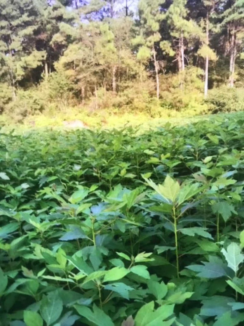 檫木杯苗奉新县邹家苗圃基地大量供应欢迎老板来电洽谈