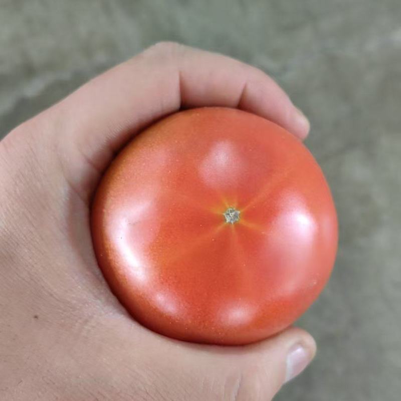 硬粉西红柿
