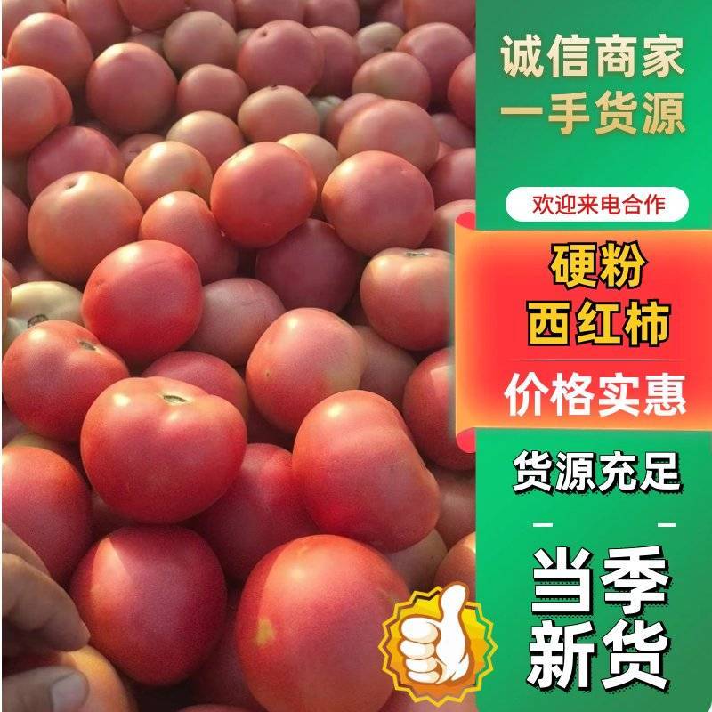 硬粉西红柿，大量上市，质量非常好有需要的联系