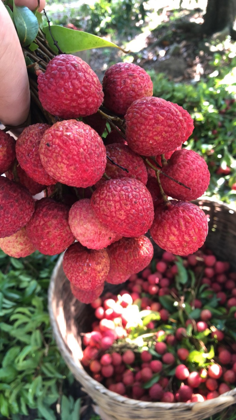 荔枝电商一件代发