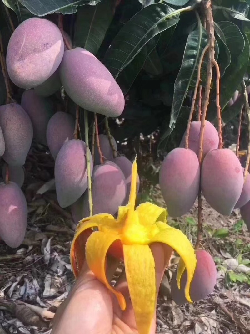 百色小贵妃