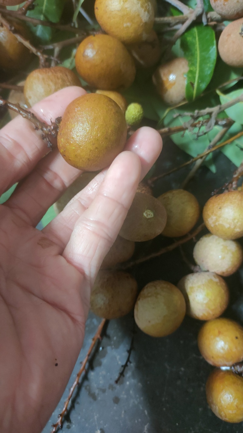 桂园龙眼储良龙眼石硖龙眼当天采摘果园直发