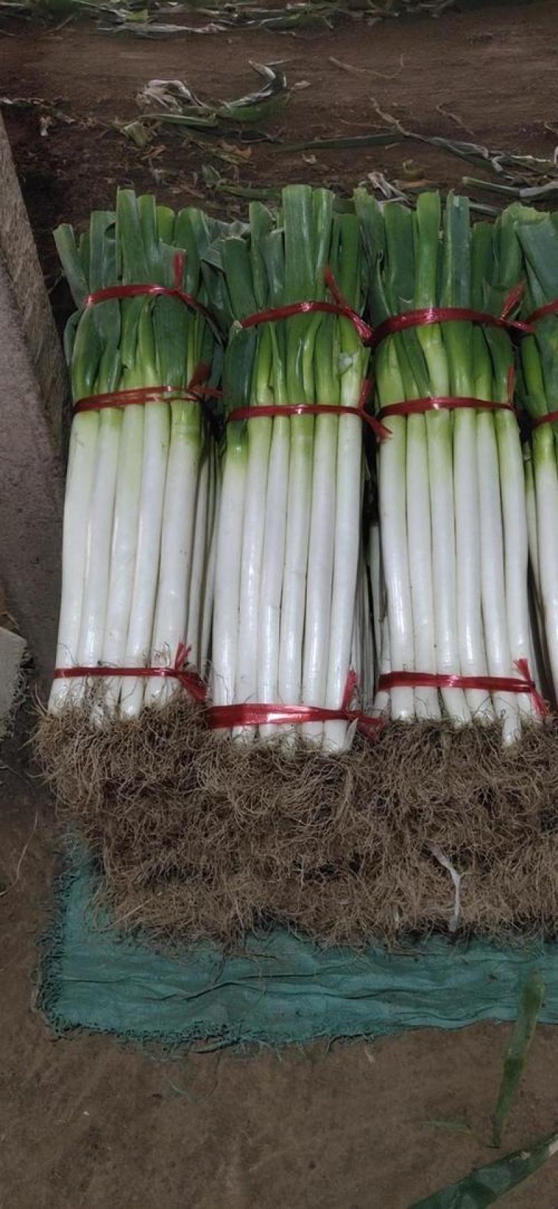 山东青州铁杆大葱大量现货。全国发货。量大从优。