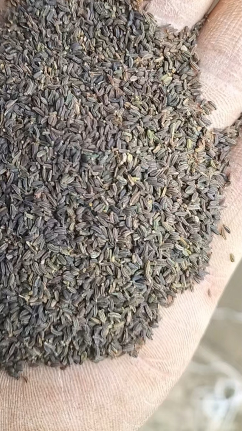 出售山西北柴胡种子