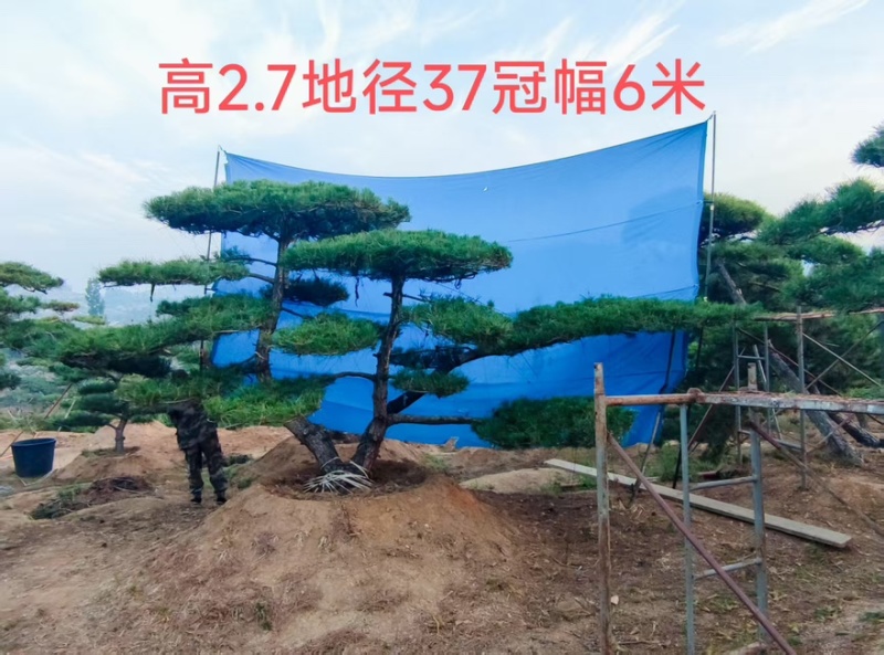 造型黑松，油松，大型古松