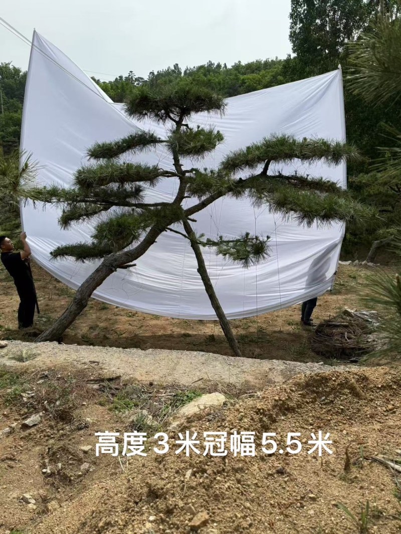 造型黑松，油松，大型古松