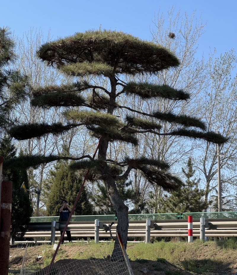 造型黑松，油松，大型古松