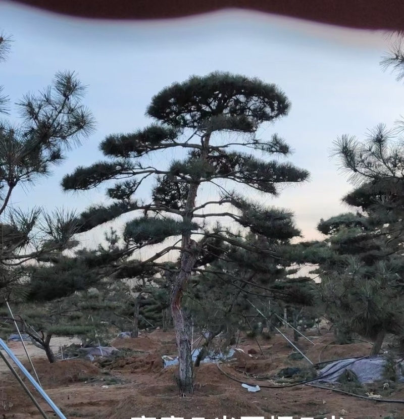 造型黑松，油松，大型古松
