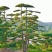 造型黑松，油松，大型古松