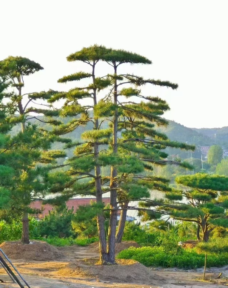 造型黑松，油松，大型古松