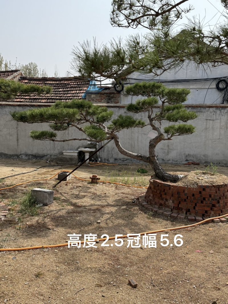 造型黑松，油松，大型古松