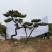 造型黑松，油松，大型古松