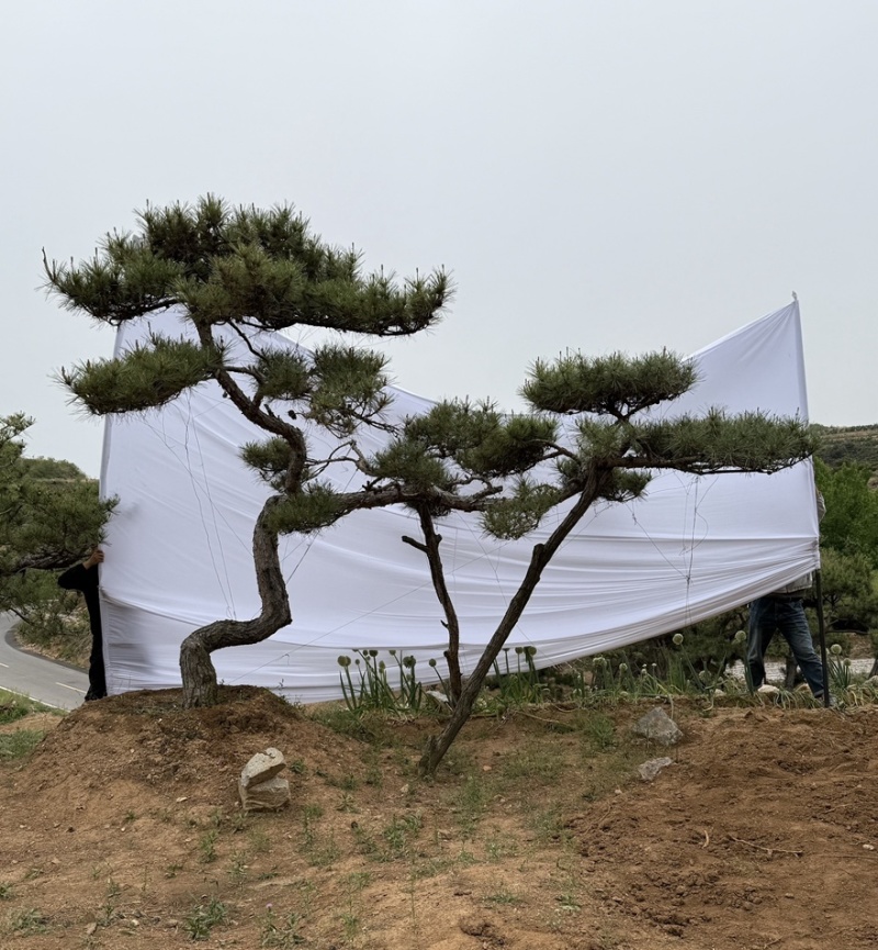 造型黑松，油松，大型古松