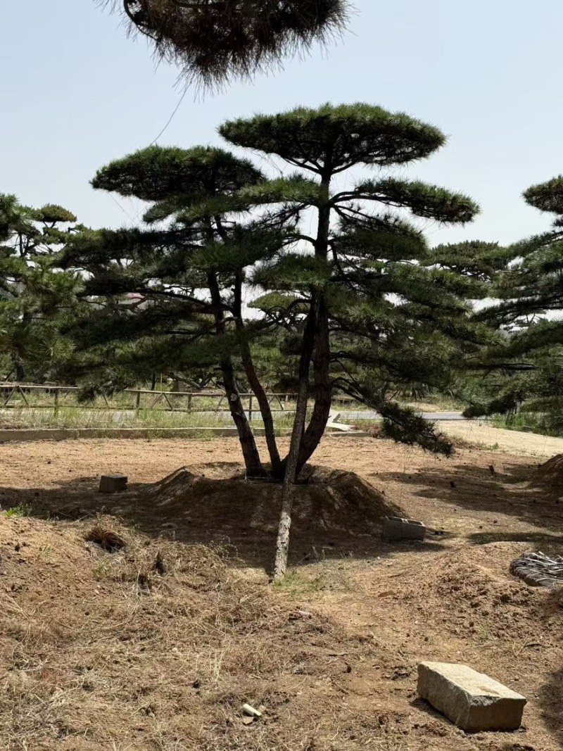 造型黑松，油松，大型古松