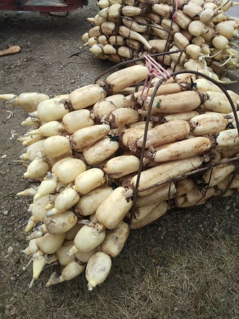 云南莲藕巨无霸莲藕大量上市中品质保证可视频看货