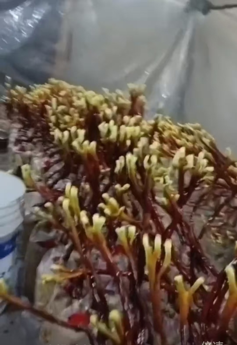 鹿茸菌中药材（又叫，鹿角灵芝）