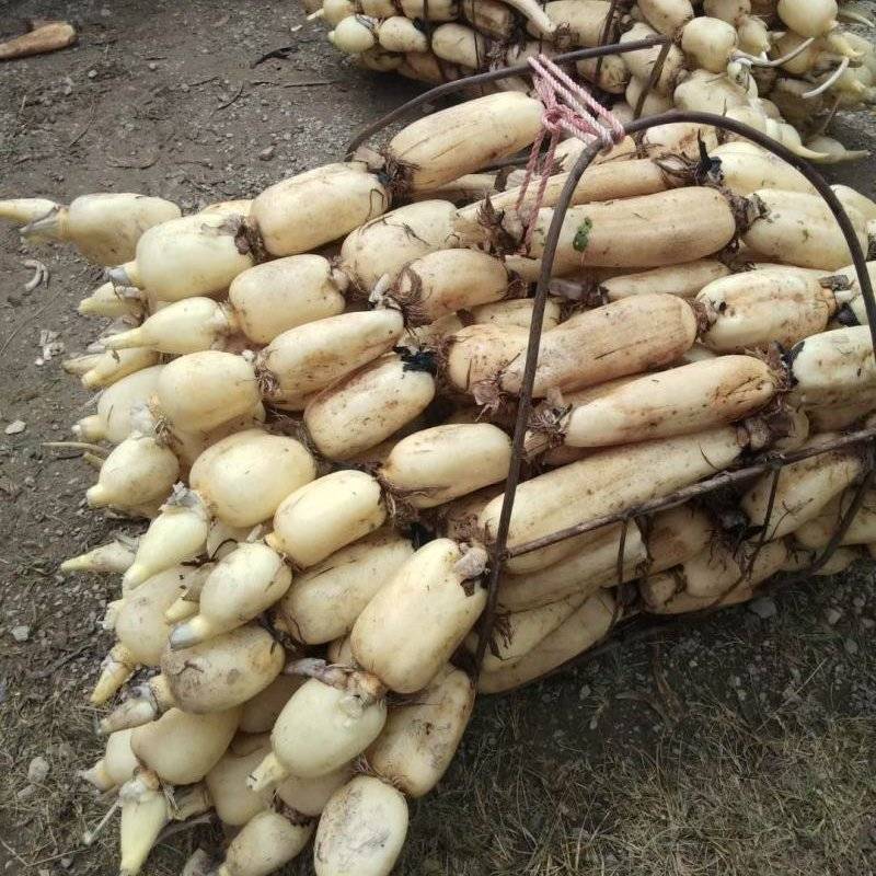 莲藕云南优质巨无霸莲藕产地直发一手货源保质保量