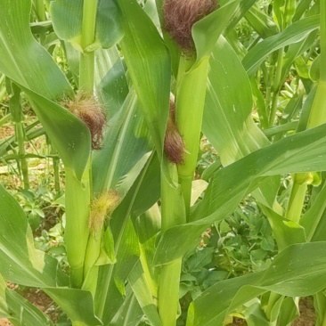 鲜玉米