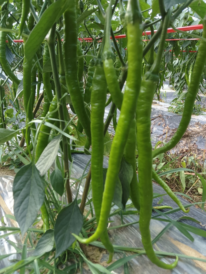 辣椒，线椒，螺丝椒。我的微信