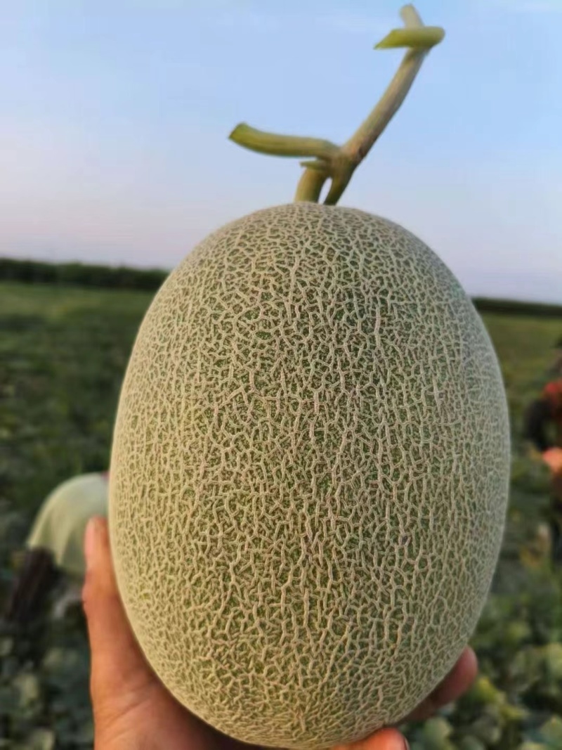 新疆哈密瓜西州蜜