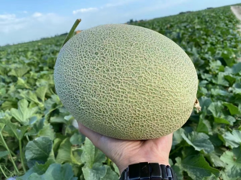 新疆哈密瓜西州蜜