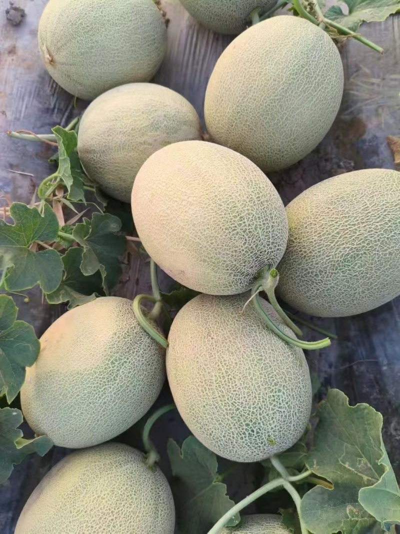 新疆哈密瓜西州蜜