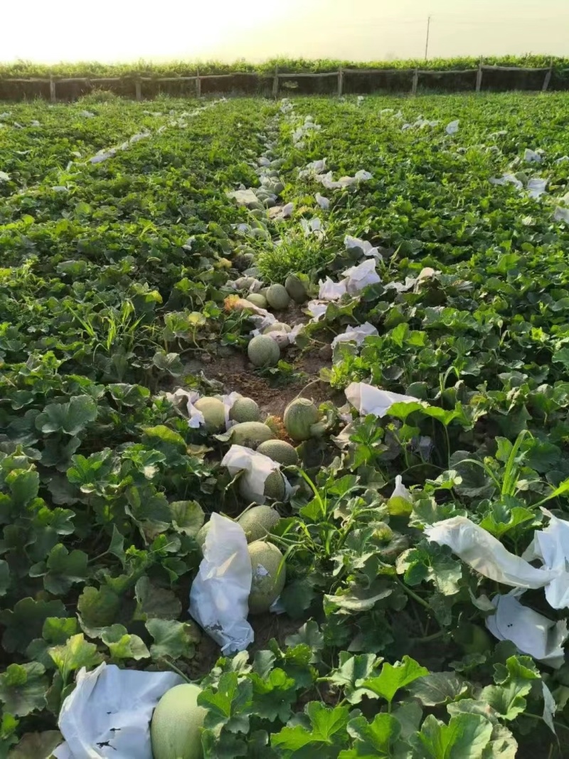 新疆哈密瓜西州蜜