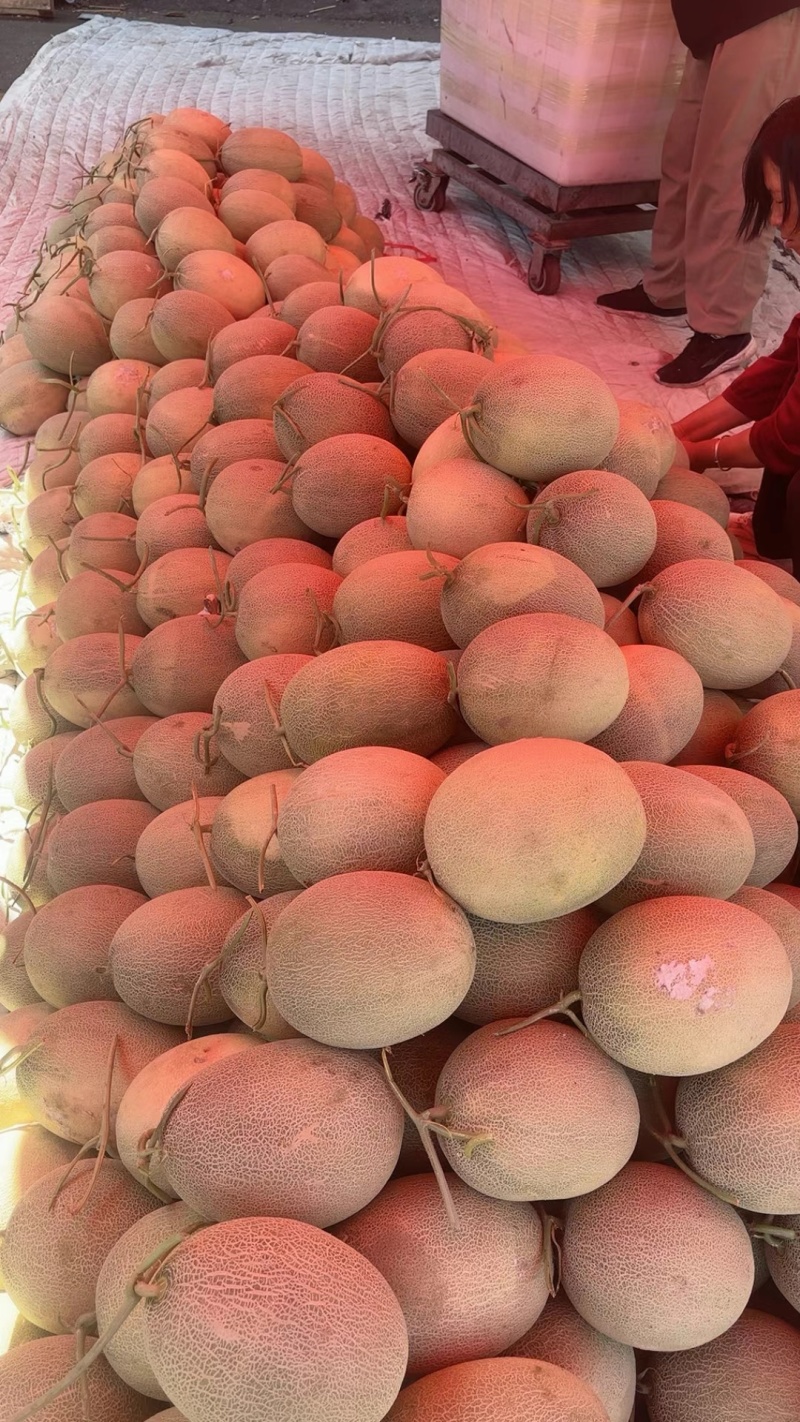 新疆哈密瓜西州蜜