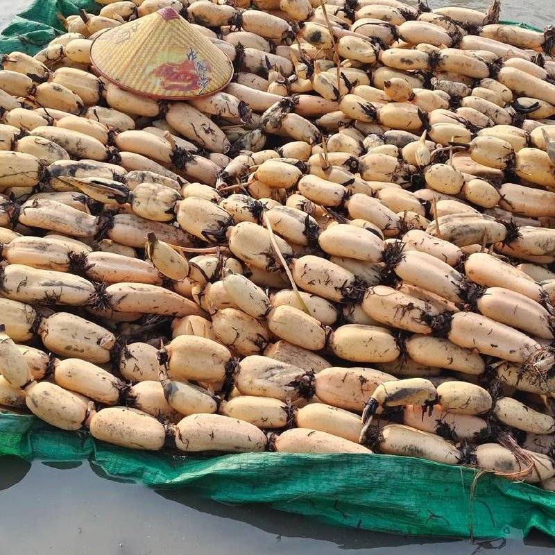 云南红河莲藕精品巨无霸莲藕货源充足全国发货