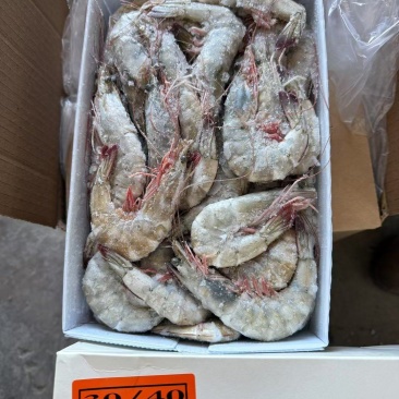 厄瓜多尔白虾
