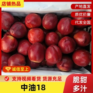 油桃中油18陕西产区直发对接全国采购商保质保量发货