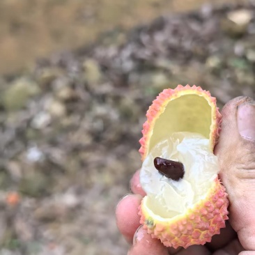 镇隆桂味荔枝