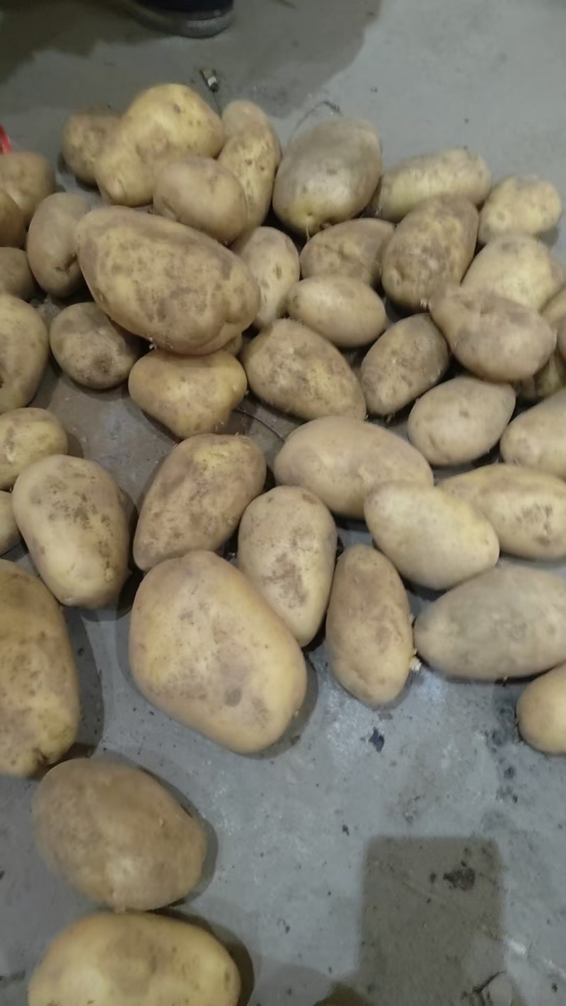 精品土豆货源充足黄皮黄心土豆可视频看货