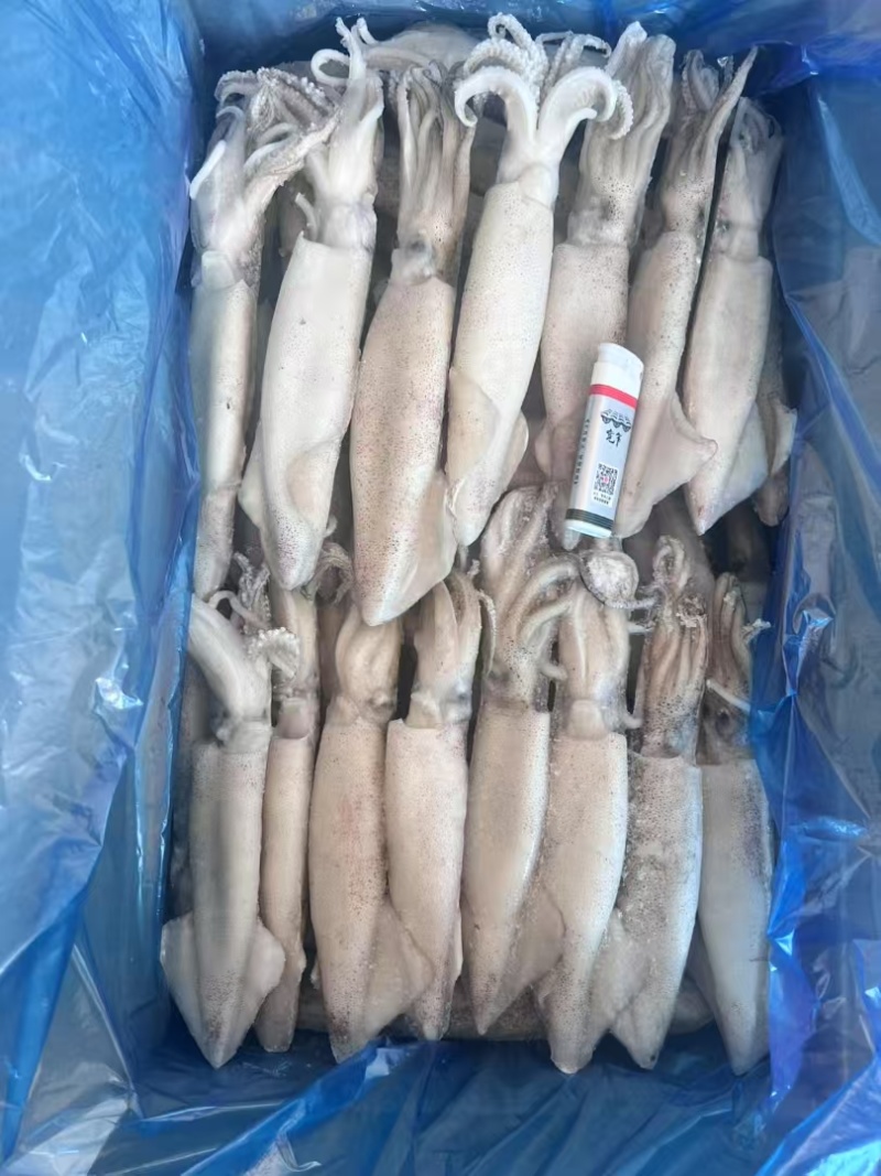 笔管鱼