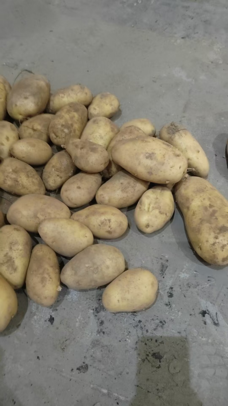 精品土豆对接全国市场电商档口黄皮黄心土豆河北发货