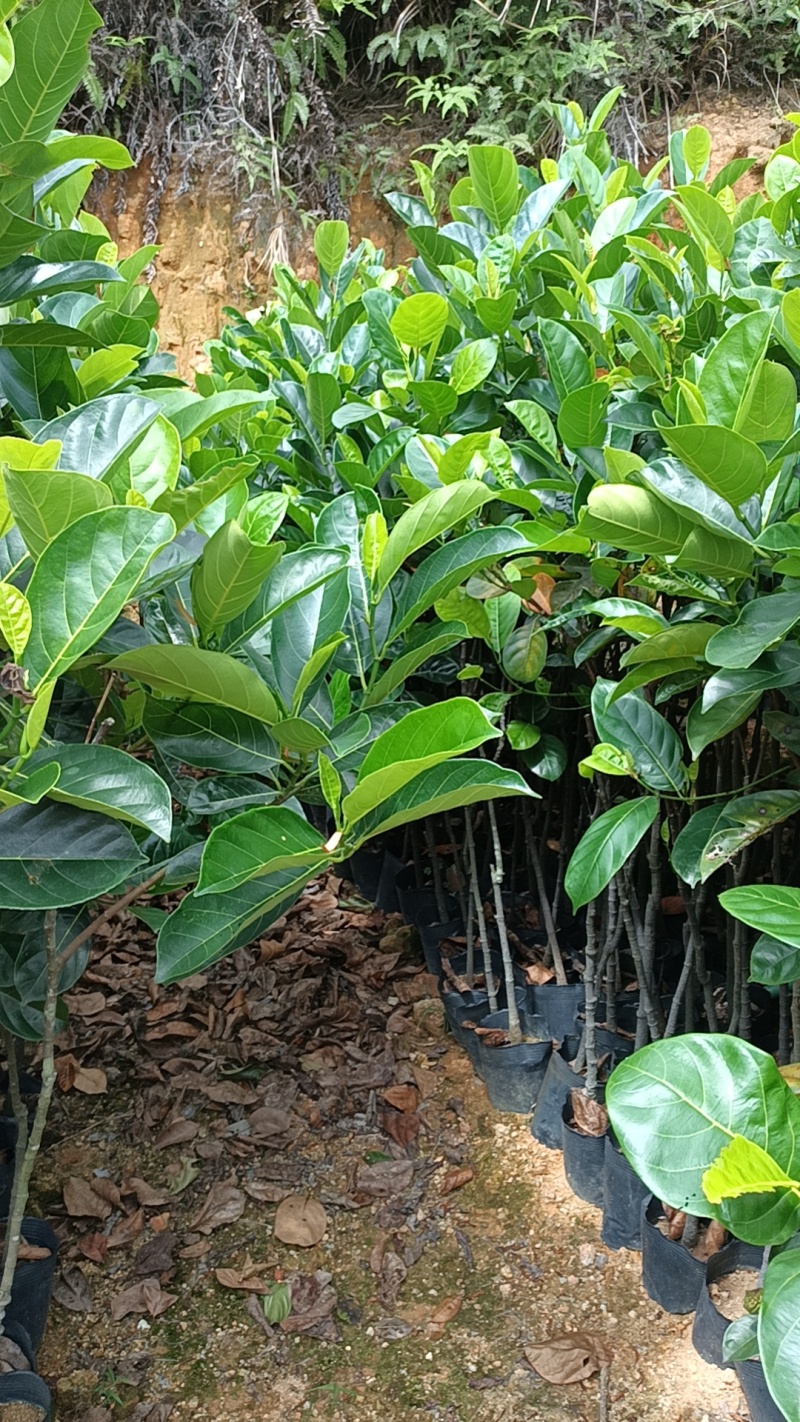 菠萝蜜苗广东揭阳育苗基地直供价格美丽欢迎电话联系