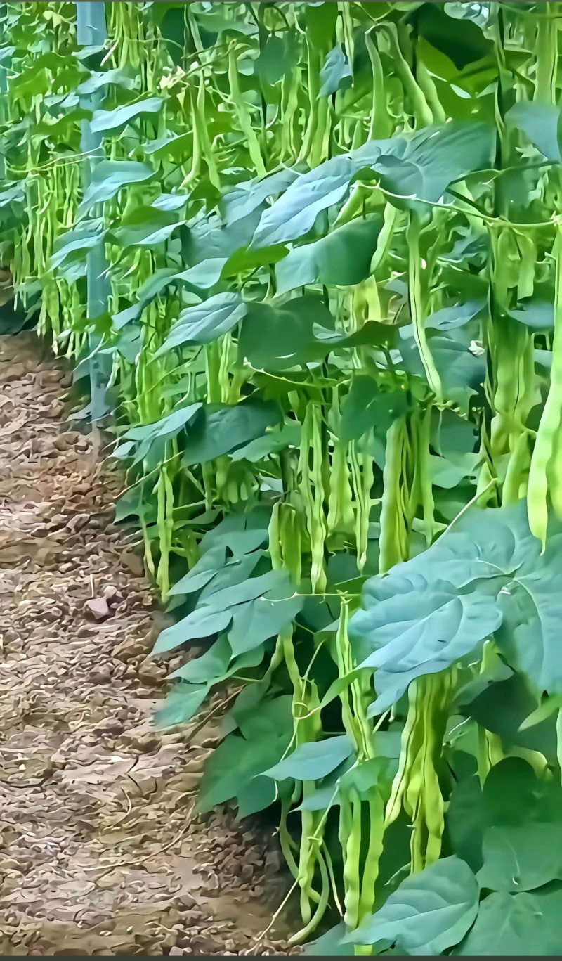 四季豆